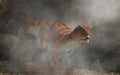 Carnotaurus emerging from fog