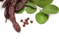 Carob beans. Healthy organic sweet carob pods with seeds and leaves on white background Royalty Free Stock Photo