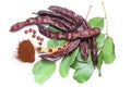 Carob beans with carob powder. Healthy organic sweet carob pods with seeds and leaves on white background Royalty Free Stock Photo