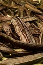 The Carob (Ceratonia siliqua) Royalty Free Stock Photo