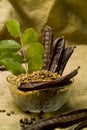 The Carob (Ceratonia siliqua) Royalty Free Stock Photo