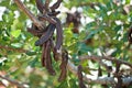 Carob, Ceratonia siliqua Royalty Free Stock Photo