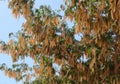 He carob Ceratonia siliqua is a flowering evergreen tree in the legume family, Fabaceae