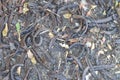 Dried carob pods and leaflets on soil.