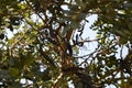 Carob pods and leaflets on tree branch