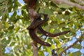 Ripe carob fruit pods on the tree