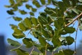 Carob tree leaflets with blue sky background