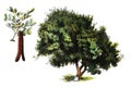 Carob Ceratonia siliqua tree / Antique engraved illustration from from La Rousse XX Sciele