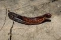 Carob fruit pod