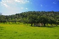 Carob meadow in the Akamas