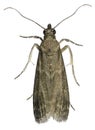 Carob moth, Ectomyelois ceratoniae
