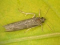 Carob moth, Ectomyelois ceratoniae