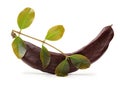 Carob pod isolated Royalty Free Stock Photo