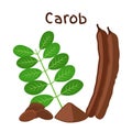Carob pods, beans, powder, leaves. Superfood.