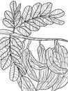 Carob pods hanging off a carob tree isolated. Freehand sketch for adult antistress coloring page with doodle and