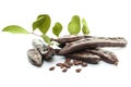 Carob pods, seeds and leaves on white. Healthy eating