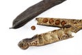 Carob pods / St. John's bread with seeds, close up, isolated on Royalty Free Stock Photo