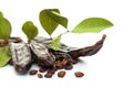 Carob pods on white background. Healthy organic sweet carob pods Royalty Free Stock Photo