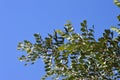 Carob tree branch with leaflets. Blue sky background