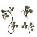 Carob Tree Branch Set