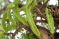Carob tree with bunch of green pods close up