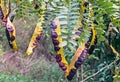 Carob tree with carobs Royalty Free Stock Photo