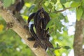 Carob tree Ceratonia siliqua fruits, hanging from a branch. Royalty Free Stock Photo