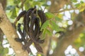 Carob tree Ceratonia siliqua fruits, hanging from a branch. Royalty Free Stock Photo