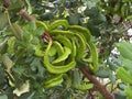 Carob Tree Or Ceratonia Siliqua On The Island Of Crete Royalty Free Stock Photo