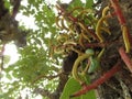 Carob tree close up with its baby fruits on the branches. Royalty Free Stock Photo