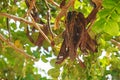 Carob Tree with Fresh Leaves