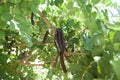 Carob tree. Healthy organic sweet carob pods with seeds and leaves. Healthy eating Royalty Free Stock Photo