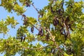 Carob tree latin name - Ceratonia siliqua fruits, hanging from a branch Royalty Free Stock Photo