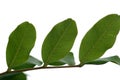 Carob tree leaves
