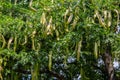 Carob tree with long podgy fruits Royalty Free Stock Photo