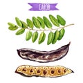 Carob tree pods and leaves, watercolor illustration