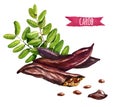 Carob tree pods, seeds and leaves, watercolor illustration Royalty Free Stock Photo