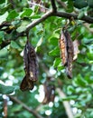 Carob tree