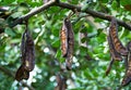 Carob tree Royalty Free Stock Photo