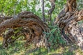 Carob tree trunk