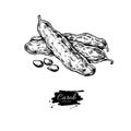 Carob vector superfood drawing. Isolated hand drawn illustratio