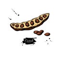 Carob vector superfood drawing. Isolated hand drawn illustratio