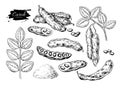 Carob vector superfood drawing set. hand drawn illustr