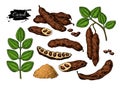 Carob vector superfood drawing set. Isolated hand drawn