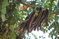 Carobs bunch on a tree Royalty Free Stock Photo