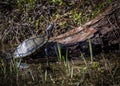 Caroiina Box Turtle on a Log in a Swamp Royalty Free Stock Photo