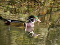 Carolin duck on our pond Royalty Free Stock Photo