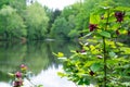 Carolina Allspice native plant blooming in focus on pond edge