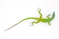 Carolina anole (Anolis carolinensis)