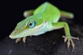 Carolina anole Anolis carolinensis